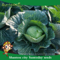 Suntoday vegetales F1 cultivar repollo chino surtido de semillas planas redondas de alta gama de híbridos de verduras frescas en venta (31001)